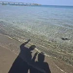 Strandvogel Zingst