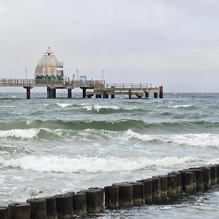 Strandvogel * Zingst