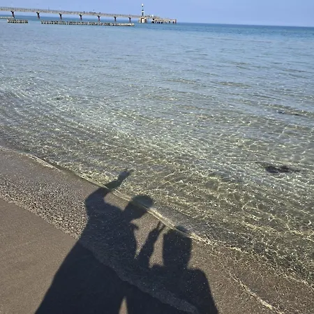 Strandvogel Zingst